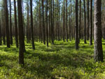 Konsultacje: strategia leśna UE