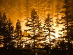 Pomoc w walce z pożarami lasów
