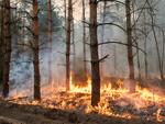 Lasy płoną już w całej Europie