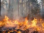 Pożary lasów zagrażają Europie