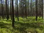 Zdrowe lasy