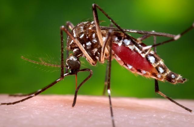 Szczepionka przeciwko wirusowi roznoszonemu przez komary